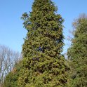 Chamaecyparis lawsoniana 'Stewartii'